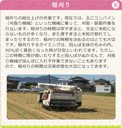 [稲刈り]稲作りの総仕上げの作業です。現在では、主にコンバイン（刈取り機械）といった機械に乗って、刈取・脱穀作業を行ないます。稲刈りの時期は早すぎると、完全に米粒にならないものが多くなり、また遅すぎると米粒が割れてしまったりするので、稲刈りの時期を決めるのはとても大切です。稲刈りするタイミングは、田んぼ全体のもみの内、90％近く黄色くなった時が目安といわれてます。ただし、この時期に雨が続いたりすると田んぼがぬかるんで、刈取り機械が田んぼに入れず作業できないこともありますので、稲刈りの時期は天候状態も大切になってきます。