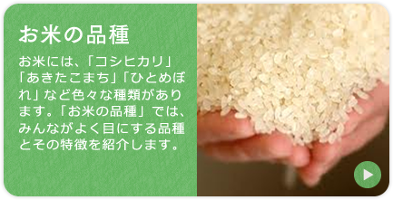 「お米の品種」お米には、「コシヒカリ」「あきたこまち」「ひとめぼれ」など色々な種類があります。「お米の品種」では、みんながよく目にする品種とその特徴を紹介します。