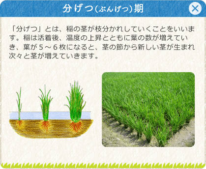 [分げつ（ぶんげつ）期]「分げつ」とは、稲の茎が枝分かれしていくことをいいます。稲は活着後、温度の上昇とともに葉の数が増えていき、葉が５～６枚になると、茎の節から新しい茎が生まれ次々と茎が増えていきます。