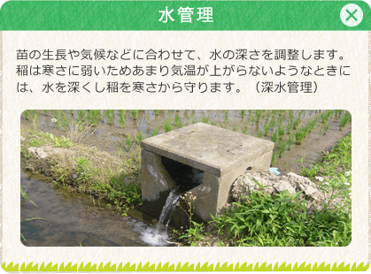 [水管理]苗の生長や気候などに合わせて、水の深さを調整します。稲は寒さに弱いためあまり気温が上がらないようなときには、水を深くし稲を寒さから守ります。（深水管理）